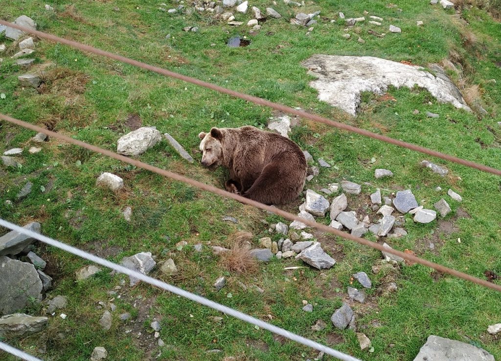 A sleeping brown bear in Bjørneparken