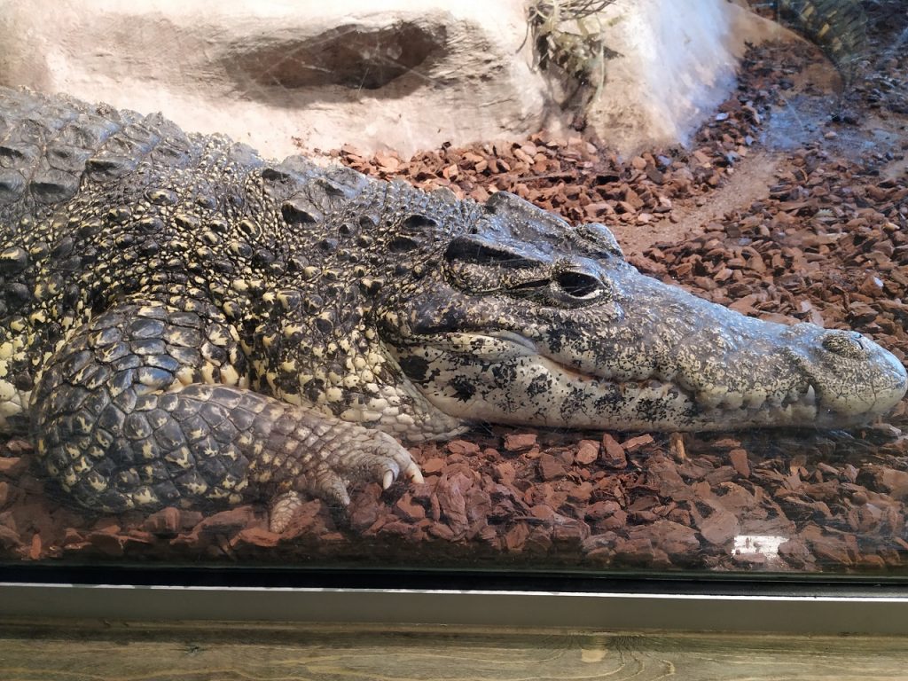 A crocodile at Bjørneparken