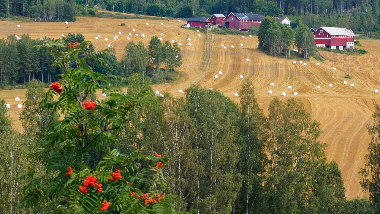 A Norwegian farm in Sigdal