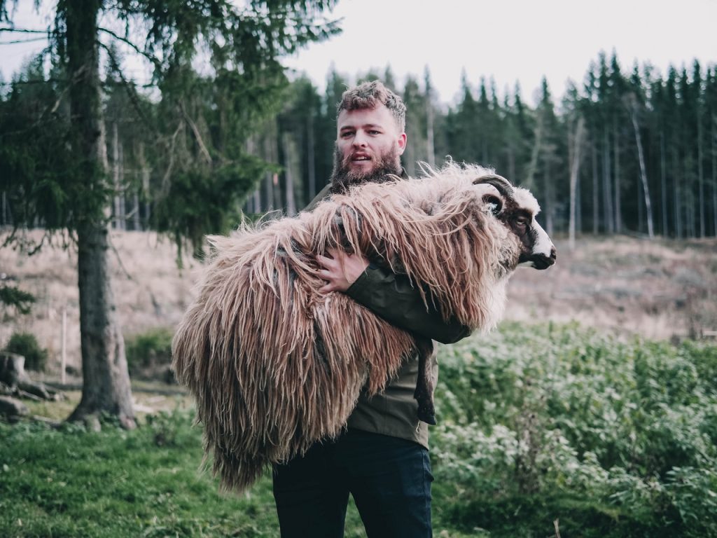A Norwegian man carrying a sheep