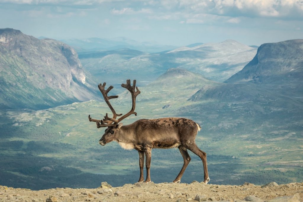 A reindeer in Jotunheimen national park