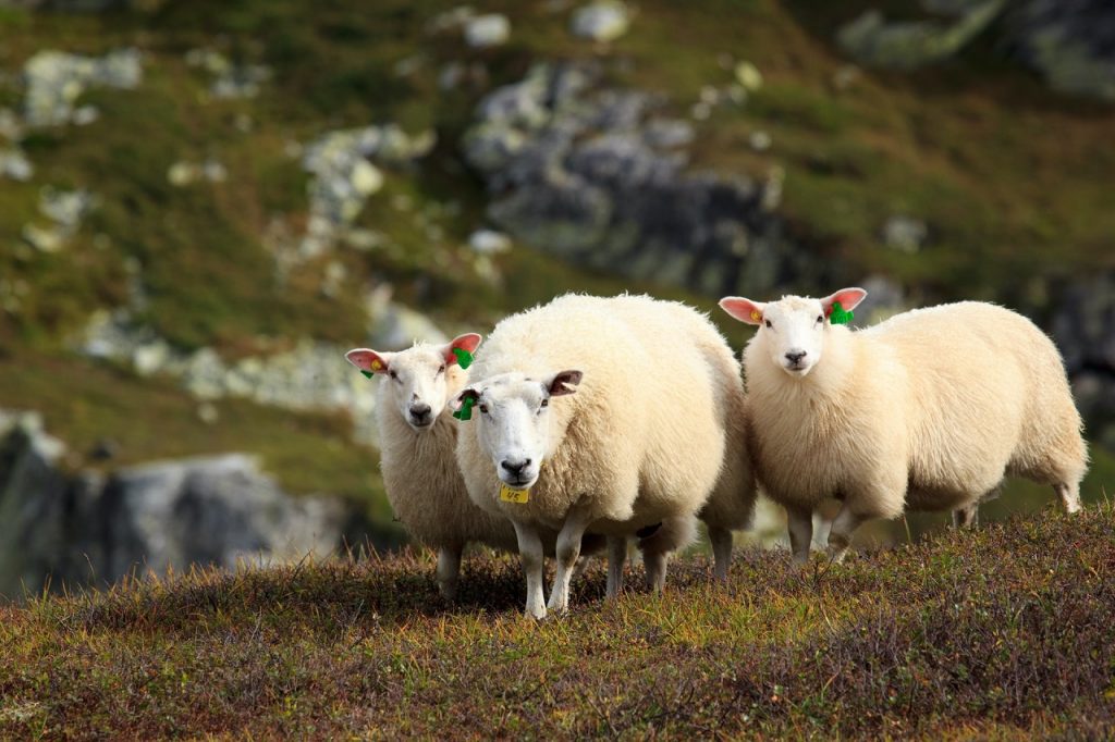 Free ranging sheep in Norway