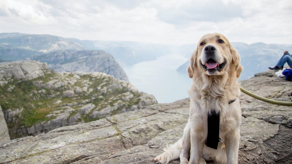 Golden retriever dog at Pulpit rock