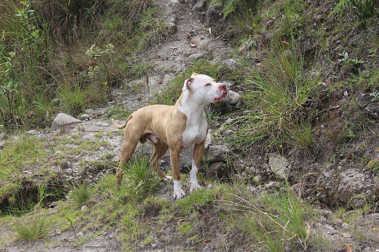 Banned Dog Breeds In Norway List) The Norway Guide