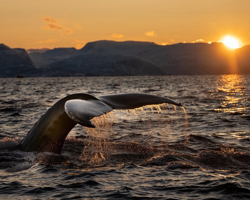 A humpback whale in Norway