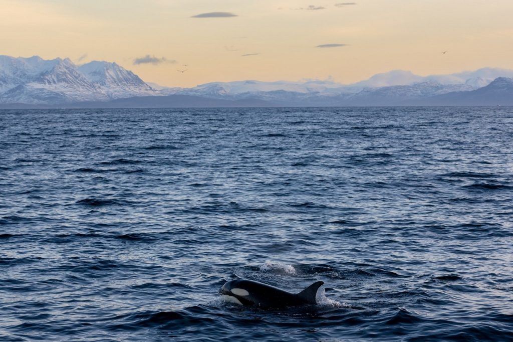 An orca in Norway