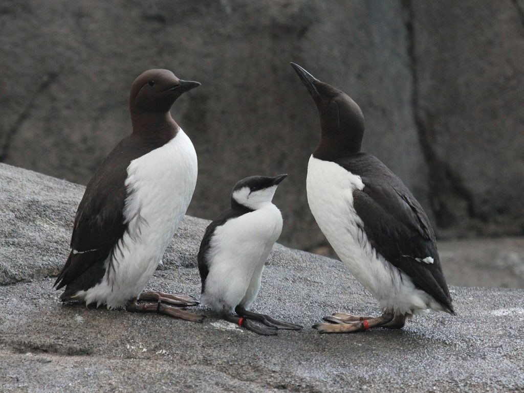 A family of common murres