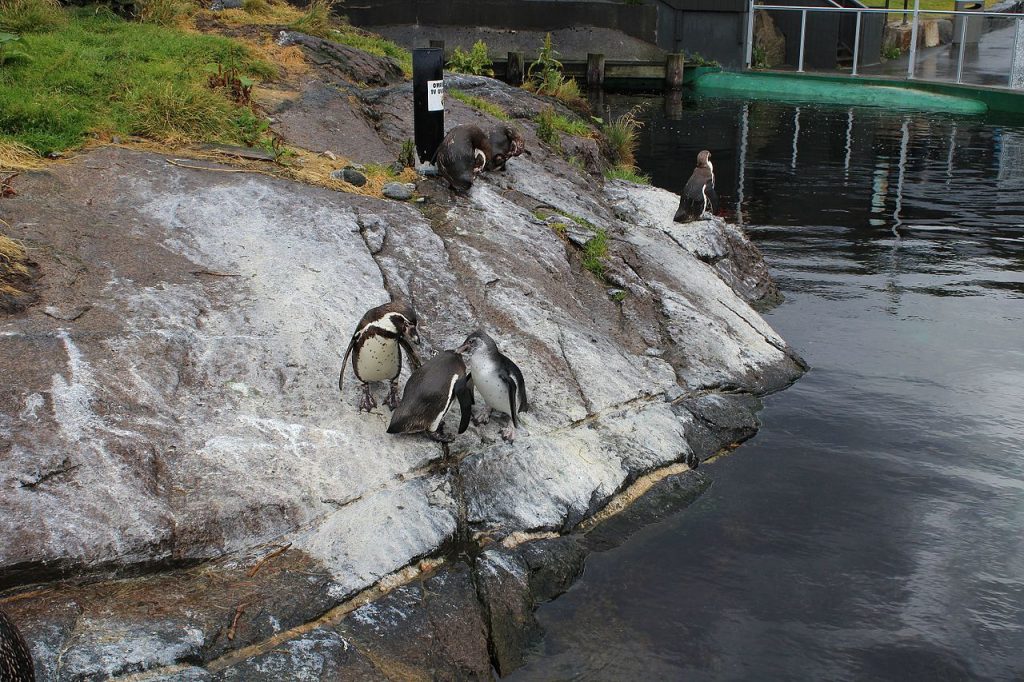Humboldt penguins at Atlanterhavsparken
