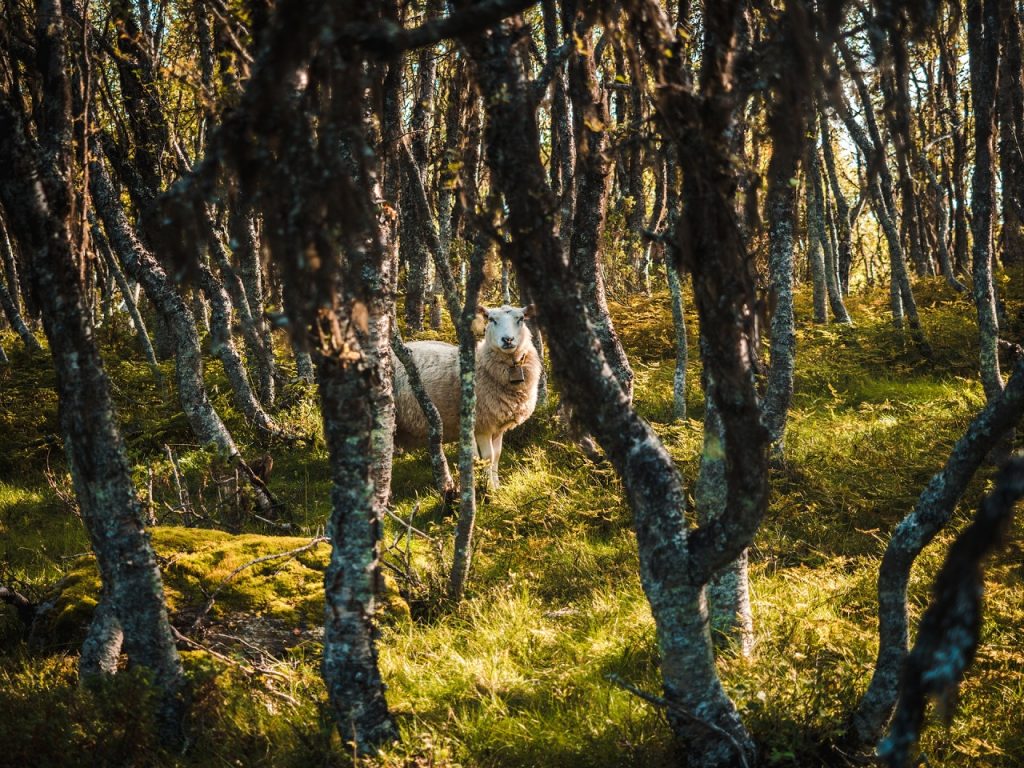 Sheep in a Norwegian forest
