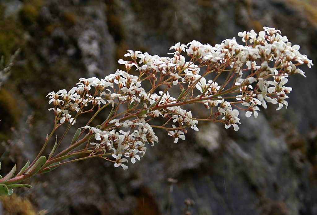 Pyramidal saxifrage is Norway's National Flower. 