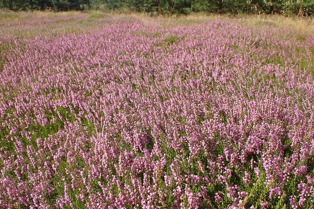 Common heather is Norway's national flower