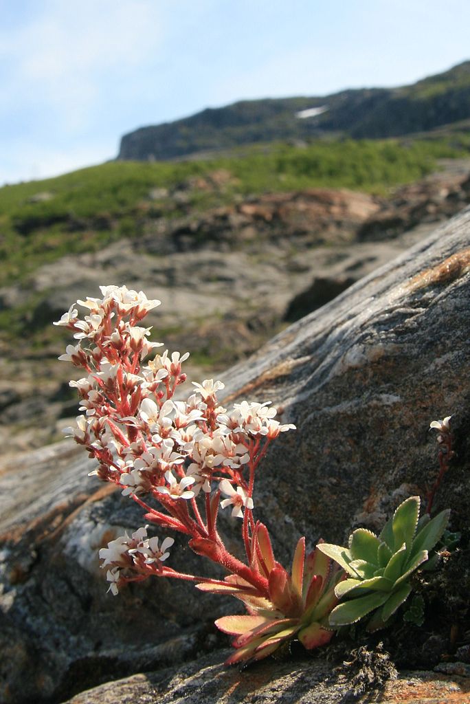 Pyramidal saxifrage is Norway's national flower