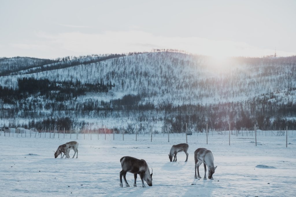 Domesticated reindeer outside Tromsø. 