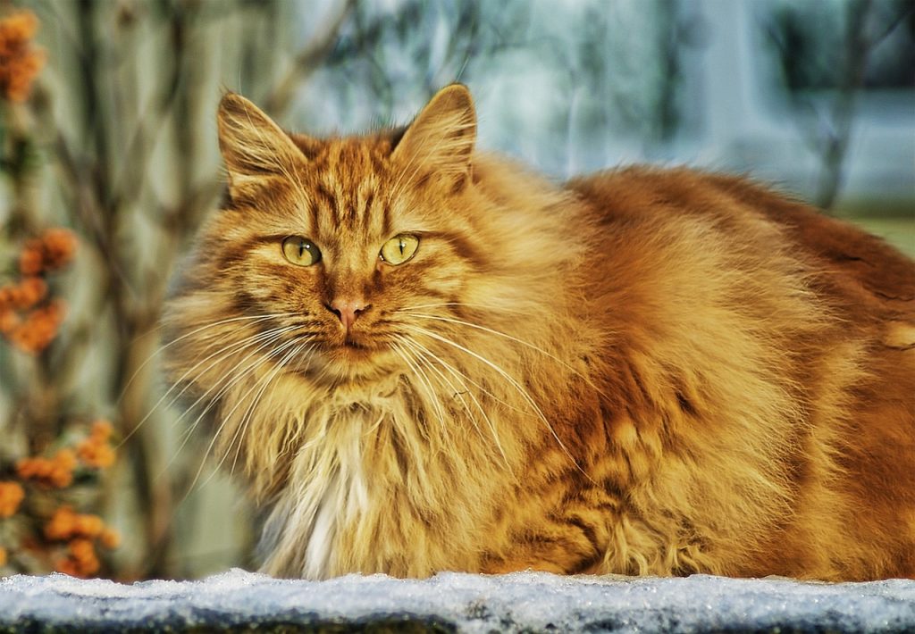 Norwegian forest cat.