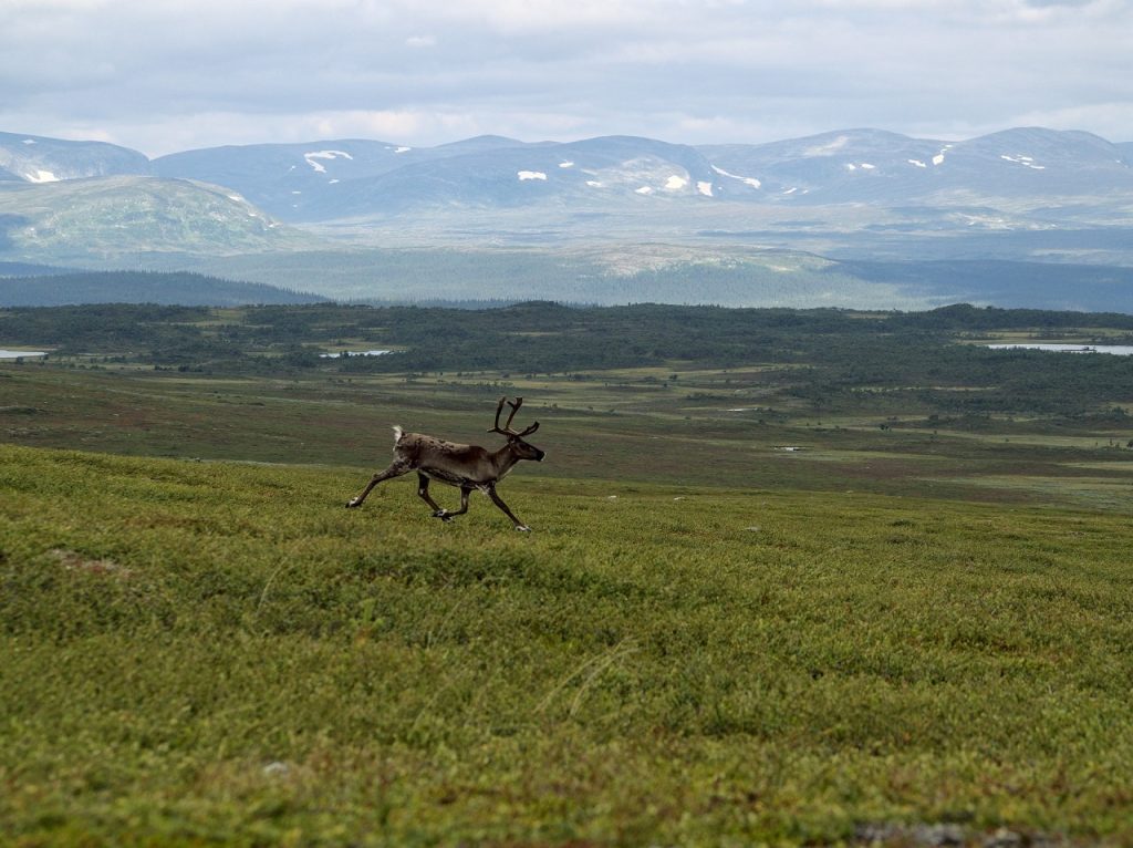 A female reindeer running. 